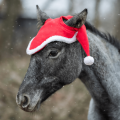 york_nauszniki_pompony3.png